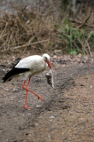 Ein Storch auf Kaninchenfang 
