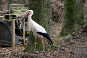 Ein Storch auf Kaninchenfang 