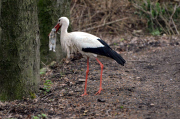 Ein Storch auf Kaninchenfang 