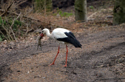 Ein Storch auf Kaninchenfang 