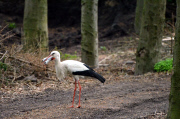 Ein Storch auf Kaninchenfang 