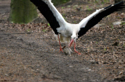 Ein Storch auf Kaninchenfang 