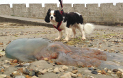 17 huge Barrel Jellyfish wash up on Portland Castle Beach, Dorset, Britain - 11 May 2015