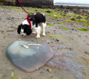 17 huge Barrel Jellyfish wash up on Portland Castle Beach, Dorset, Britain - 11 May 2015