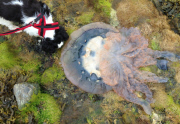 17 huge Barrel Jellyfish wash up on Portland Castle Beach, Dorset, Britain - 11 May 2015