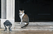 Politicians at Downing Street, London, Britain - 12 May 2015