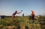 Palestinian farmers collect watermelons, Gaza Strip, Palestinian Territories - 12 May 2015