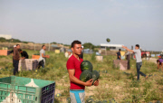 Palestinian farmers collect watermelons, Gaza Strip, Palestinian Territories - 12 May 2015
