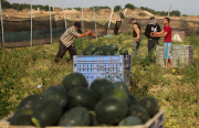 Palestinian farmers collect watermelons, Gaza Strip, Palestinian Territories - 12 May 2015