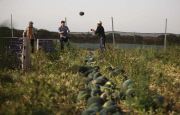 Palestinian farmers collect watermelons, Gaza Strip, Palestinian Territories - 12 May 2015