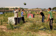 Palestinian farmers collect watermelons, Gaza Strip, Palestinian Territories - 12 May 2015