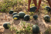 Palestinian farmers collect watermelons, Gaza Strip, Palestinian Territories - 12 May 2015
