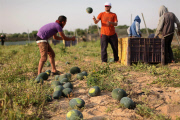 Palestinian farmers collect watermelons, Gaza Strip, Palestinian Territories - 12 May 2015