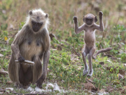 Young langur monkey jumps for joy, Chandrapur, Maharashtra, India - 22 Apr 2015