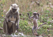 Young langur monkey jumps for joy, Chandrapur, Maharashtra, India - 22 Apr 2015