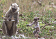 Young langur monkey jumps for joy, Chandrapur, Maharashtra, India - 22 Apr 2015