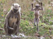 Young langur monkey jumps for joy, Chandrapur, Maharashtra, India - 22 Apr 2015
