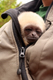 Süßes Weißhandgibbon-Baby wird per Hand aufgezogen
