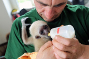 Süßes Weißhandgibbon-Baby wird per Hand aufgezogen