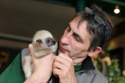 Süßes Weißhandgibbon-Baby wird per Hand aufgezogen