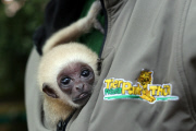 Süßes Weißhandgibbon-Baby wird per Hand aufgezogen