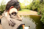 Süßes Weißhandgibbon-Baby wird per Hand aufgezogen