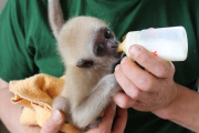 Süßes Weißhandgibbon-Baby wird per Hand aufgezogen