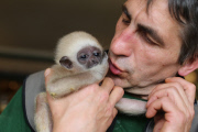 Süßes Weißhandgibbon-Baby wird per Hand aufgezogen