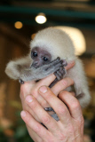 Süßes Weißhandgibbon-Baby wird per Hand aufgezogen