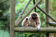 Süßes Weißhandgibbon-Baby wird per Hand aufgezogen