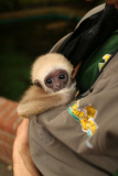 Süßes Weißhandgibbon-Baby wird per Hand aufgezogen