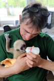Süßes Weißhandgibbon-Baby wird per Hand aufgezogen
