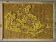 Artist works with Bees To Create Beautiful maps of the the world using bees wax