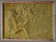 Artist works with Bees To Create Beautiful maps of the the world using bees wax