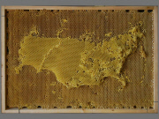 Artist works with Bees To Create Beautiful maps of the the world using bees wax