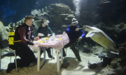 Underwater 'Fish Supper' announcing sustainable fish week at the Sea Life London Aquarium, Britain - 14 May 2015
