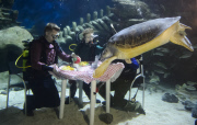Underwater 'Fish Supper' announcing sustainable fish week at the Sea Life London Aquarium, Britain - 14 May 2015