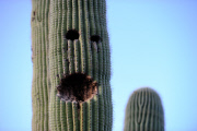 AZ: Waving Saguaro Cactus in Tucson