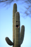 AZ: Waving Saguaro Cactus in Tucson