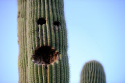 AZ: Waving Saguaro Cactus in Tucson