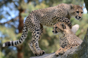 Die Fünflinge Geparden im Zoo Dvur Kralove
