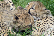 Die Fünflinge Geparden im Zoo Dvur Kralove