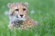 Die Fünflinge Geparden im Zoo Dvur Kralove