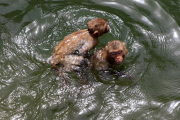 Monkeys cool off in the waters at the Galta ji Temple, Jaipur, India - 26 May 2015