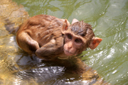 Monkeys cool off in the waters at the Galta ji Temple, Jaipur, India - 26 May 2015