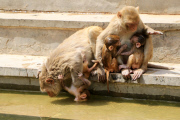 Monkeys cool off in the waters at the Galta ji Temple, Jaipur, India - 26 May 2015