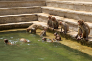 Monkeys cool off in the waters at the Galta ji Temple, Jaipur, India - 26 May 2015