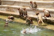 Monkeys cool off in the waters at the Galta ji Temple, Jaipur, India - 26 May 2015