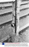 Scene At The Heysel Stadium Showing The Devastation In The Wake Of The Heysel Stadium Disaster Which Occurred On 29 May 1985. Supporters Were Pressed Against A Wall In The Heysel Stadium In Brussels Belgium As A Result Of Rioting Before The Start Of