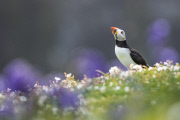 Puffins on Skomer Island, Pembrokeshire, Wales - 22 May 2015
